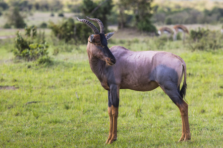 Topi Antelope in the National Reserve of Africa, Kenyaの写真素材