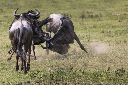 Two battling Wildebeests about to smash their heads against each other seen from a side view.の写真素材