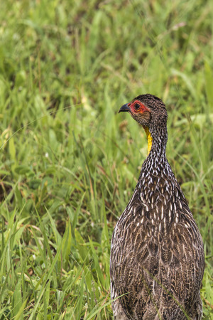 A Natal Spurfowl or Natal Francolin (Pternistis natalensis) Standing in Short Green Grass in the Kruger National Park in South Africa.の写真素材