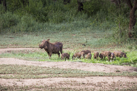 Warthogs near a water hole in Tarangire national park in Tanzaniaの写真素材