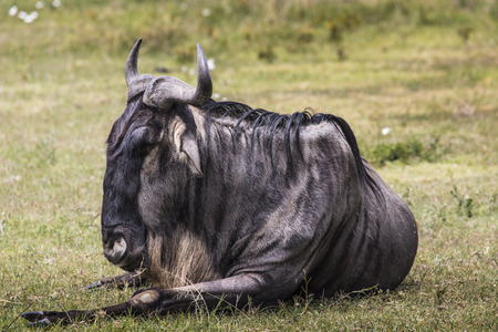 A Wildebeest mother and newly born calf, Ngorongoro Crater, Tanzania.の写真素材