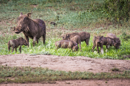 Warthogs near a water hole in Tarangire national park in Tanzaniaの写真素材