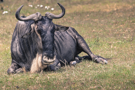 A Wildebeest mother and newly born calf, Ngorongoro Crater, Tanzania.の写真素材