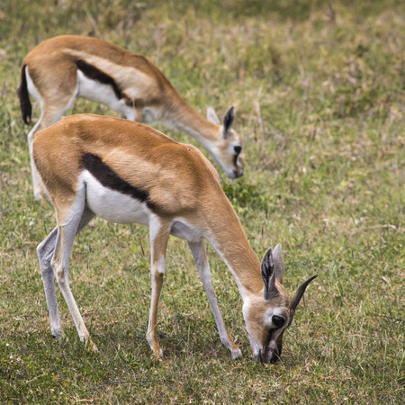 Female impala antelopes in Maasai Mara National Reserve, Kenya.の写真素材