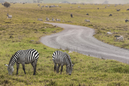 Zebras in Ngorongoro conservation area, Tanzaniaの写真素材