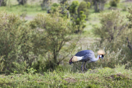 Grey Crowned Crane (Balearica regulorum)の写真素材