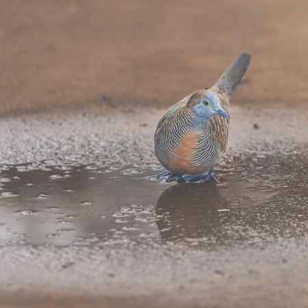 Zebra Dove (Geopelia striata) in nature, Hawaii, USA.の写真素材