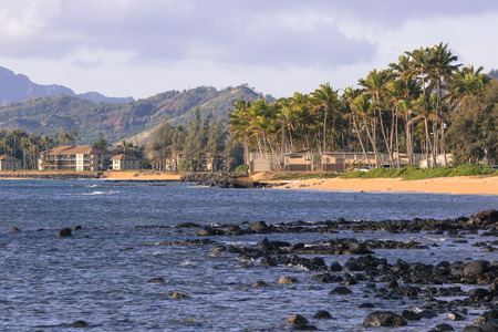 Coconut Palm tree on the sandy beach in Hawaii, Kauaiの写真素材