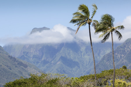 Coconut Palm tree on the sandy beach in Hawaii, Kauaiの写真素材
