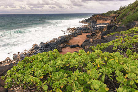 Green plants on Hawaii, USA.の写真素材