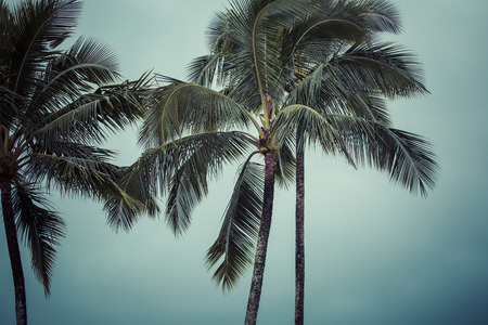 Coconut palm in Hawaii, USA.の写真素材