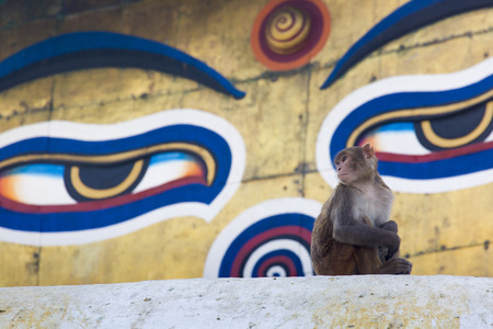 Stupa in Swayambhunath Monkey temple in Kathmandu, Nepal.の写真素材