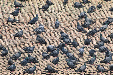 Tile roofs with many birds on the Durbar square in Khatmandu, Nepalの写真素材