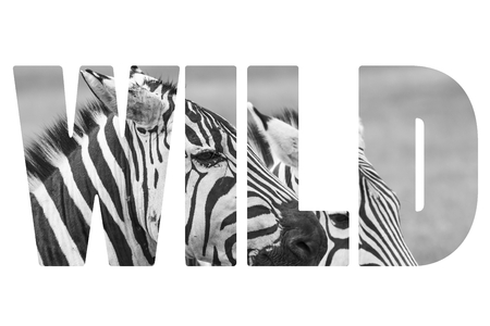 Word WILD over animals.の写真素材