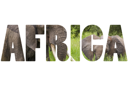Word AFRICA over wild animals.の写真素材
