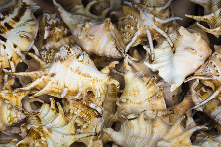 Seashells souvenirs for saleの写真素材