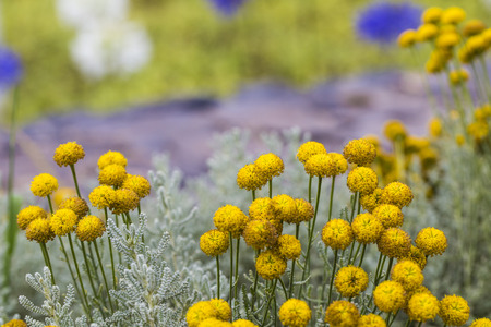 Flower of the Canary Islands.の写真素材