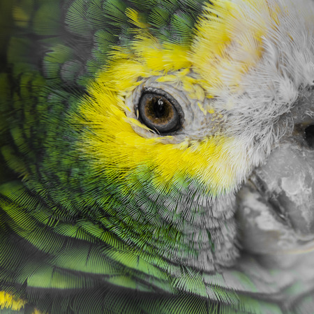Green bird plumage, Harlequin Macaw feathers, nature texture backgroundの写真素材