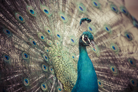 Portrait of beautiful peacock with feathers outの写真素材