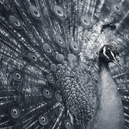 Portrait of beautiful peacock with feathers outの写真素材