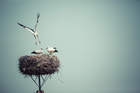 Stork with baby birds in the nest, Poland.の写真素材