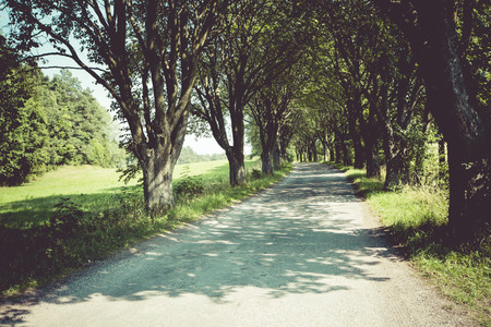 the way in forest