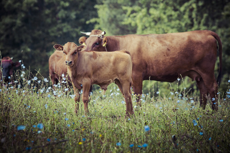 Cow with calf in the grass, Suwalszczyzna, Poland.の写真素材