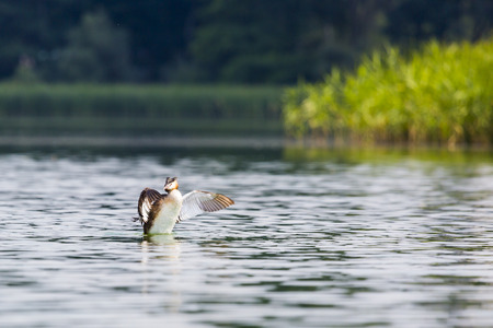 Great Crested Grebe, Podiceps cristatus