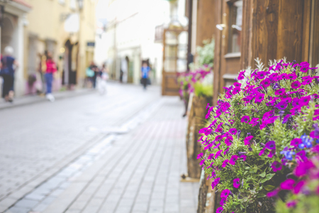 Flowers in Vilnius city in old town Lithuania.の写真素材
