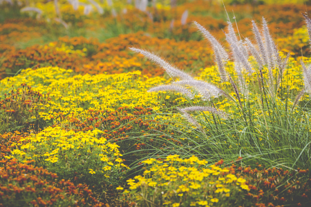 Flowers in Riga, Latvia.の写真素材