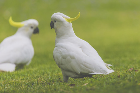 Cockatoo in Botanic garden of Sydney Australiaの写真素材