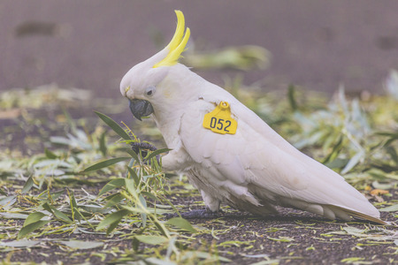 Cockatoo in Botanic garden of Sydney Australiaの写真素材