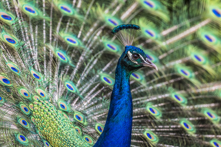Portrait of beautiful peacock with feathers outの写真素材