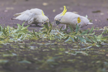 Cockatoo in Botanic garden of Sydney Australiaの写真素材