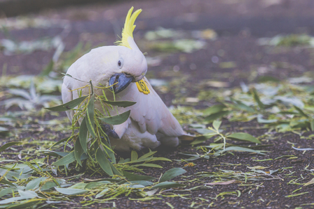 Cockatoo in Botanic garden of Sydney Australiaの写真素材