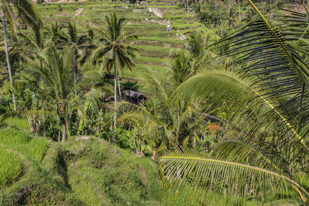 Beautiful green terrace paddy fields on Bali, Indonesiaの写真素材