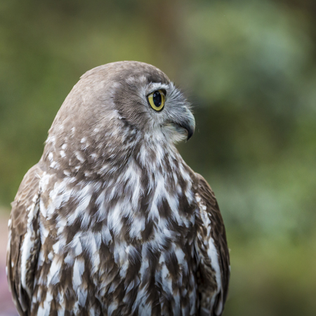 Burrowing Owl (Athene cunicularia) sitting on a poleの写真素材