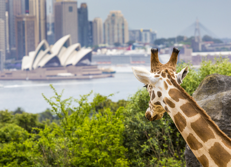 SYDNEY, AUSTRALIA - DECEMBER 27, 2015. Giraffes at Taronga Zoo with a view of the skyline of the CBD of Sydney in the background. Syndey on December 27, 2015のeditorial素材