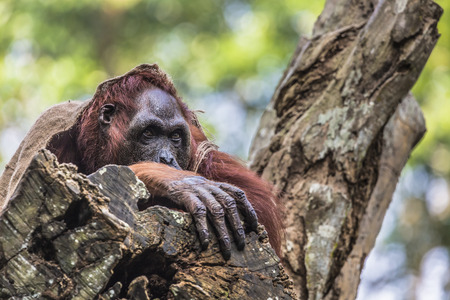 The adult male of the Orangutan in the wild nature. Island Borneo. Indonesia.の写真素材