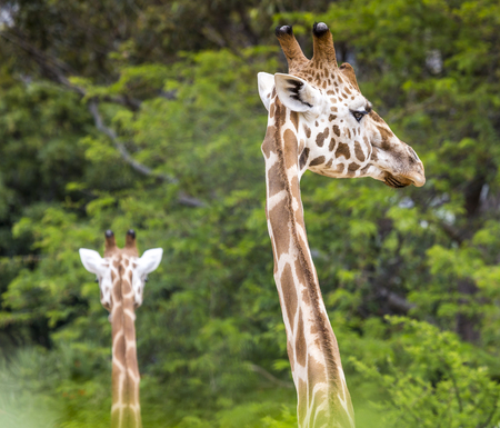 Giraffe head with neck over green backgroundの写真素材