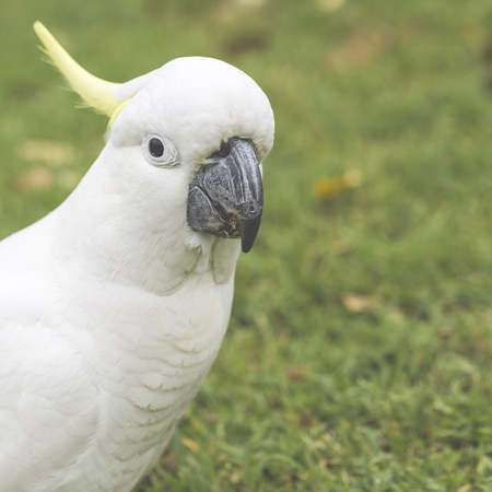 Sulphur-crested Cockatoo (Cacatua galerita)