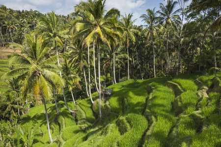 Green rice fields on Bali island, Jatiluwih near Ubud, Indonesiaの写真素材