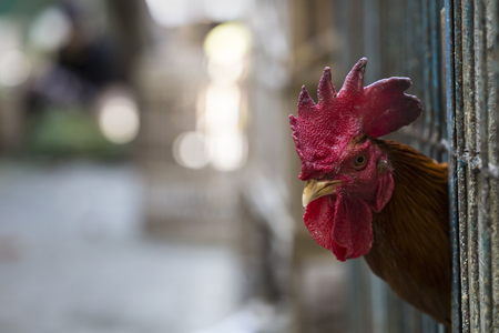 Angry chicken or hen in the cages for sell in the market. Torture animals. Domestic animal businesses for food. Close up.の写真素材