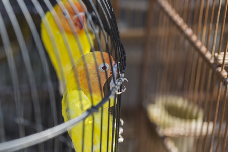 Colorful cages for sale at the bird market in Yogyakarta, Java, Indonesia.