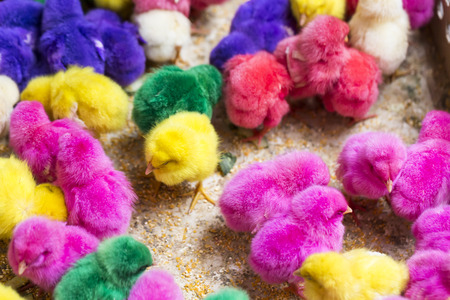 Colorful cute little baby chickenの写真素材
