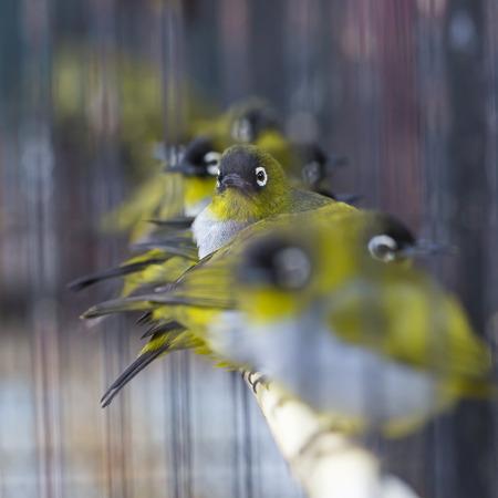 Birds at the Pasar Ngasem Market in Yogyakarta, Central Java, Indonesia.の写真素材