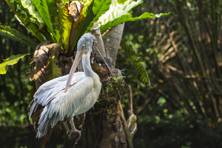 White pelican in a zooの写真素材
