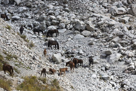 Mountain river of Ala-Archa gorge in the summer's day, Kyrgyzstan.の写真素材