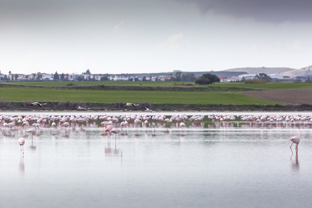 Pink and grey flamingos at the salt lake of Larnaca, Cyprusの写真素材