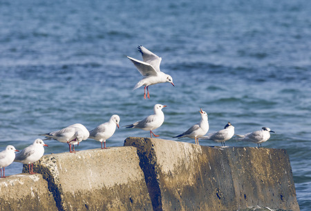 Group of seagulls